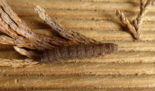 Herminia tarsipennalis